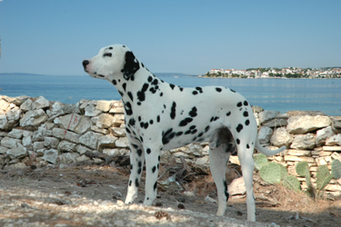 dalmatiner