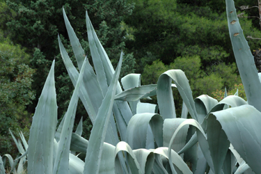 agave